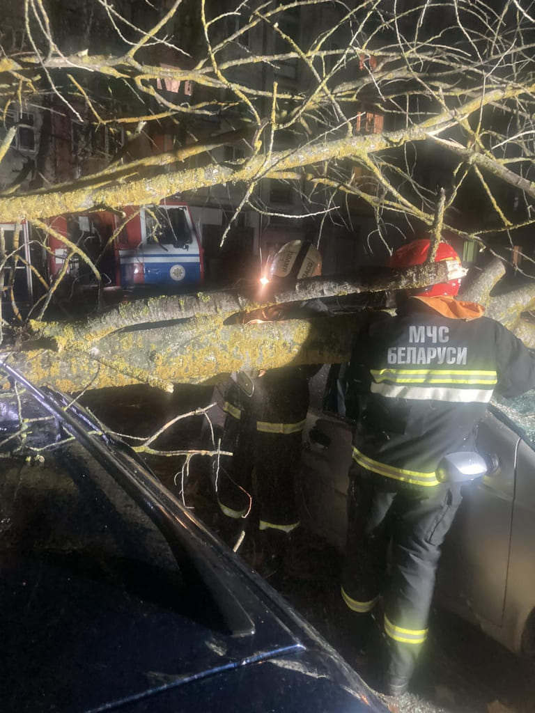 В Могилеве дерево упало на парковку и повредило три автомобиля
