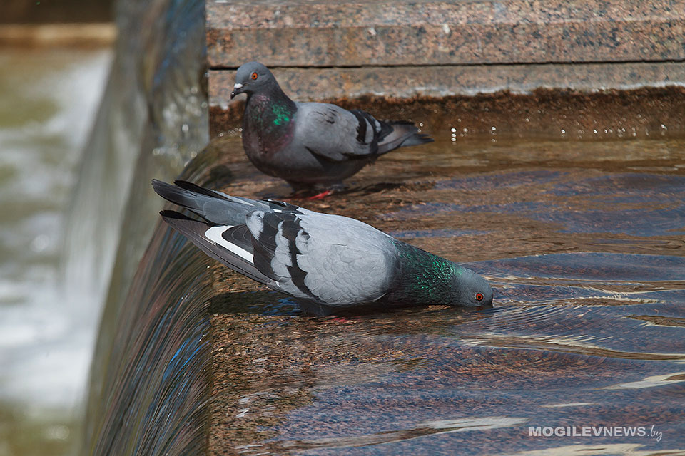 Местами сильные дожди прогнозируются по Могилевской области 17 июня