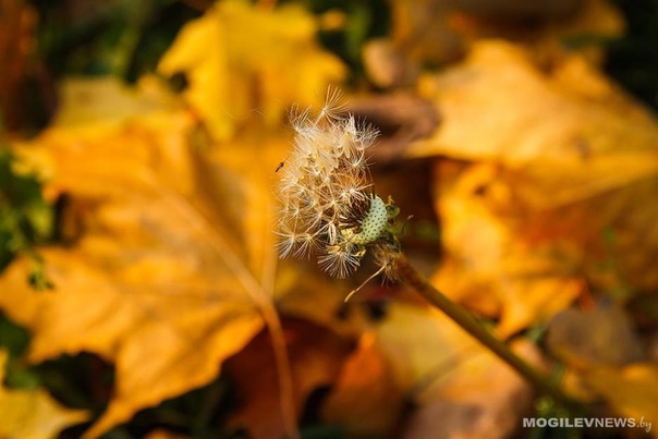 Первые заморозки ожидаются в ночь на 23 сентября в Могилевской области