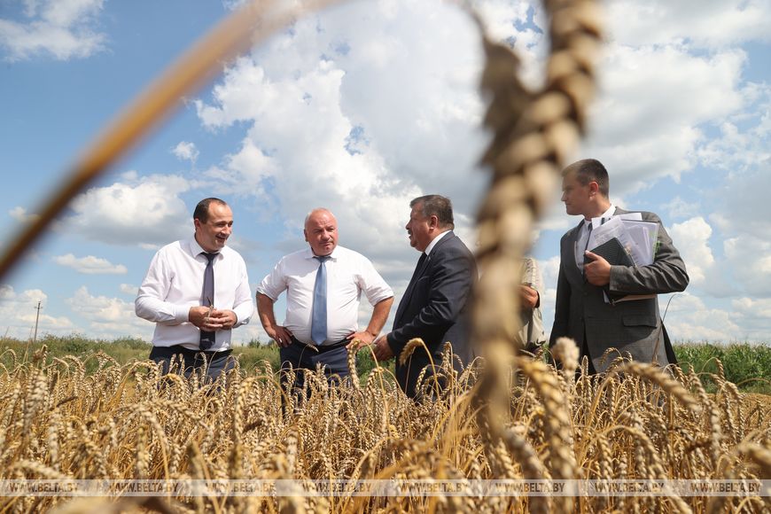 «Тактика - убрать с поля то, что быстрее всего можно потерять». Анатолий Линевич о задачах на уборочной