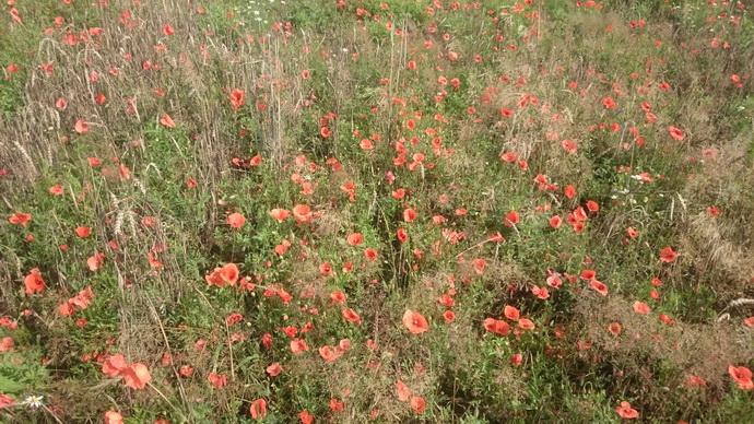 С 1 июня в Беларуси пройдет специальная программа "Мак"