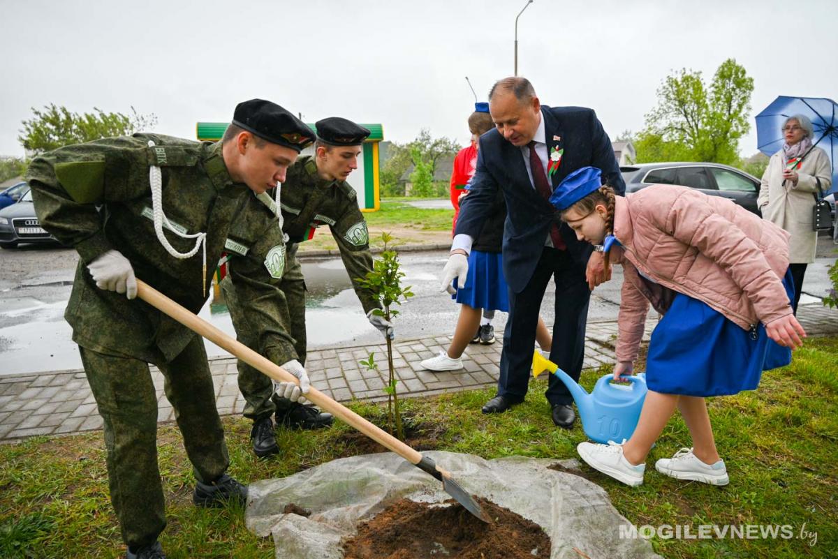 Аллею из сирени посадили на улице Габровской в Могилеве. Фото