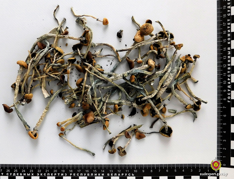 Галлюциногенные грибы хранил у себя дома житель Кричева