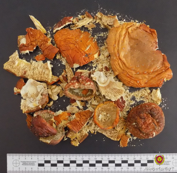 Могилевчанин «оздоравливался» настойкой из мухоморов и отравился