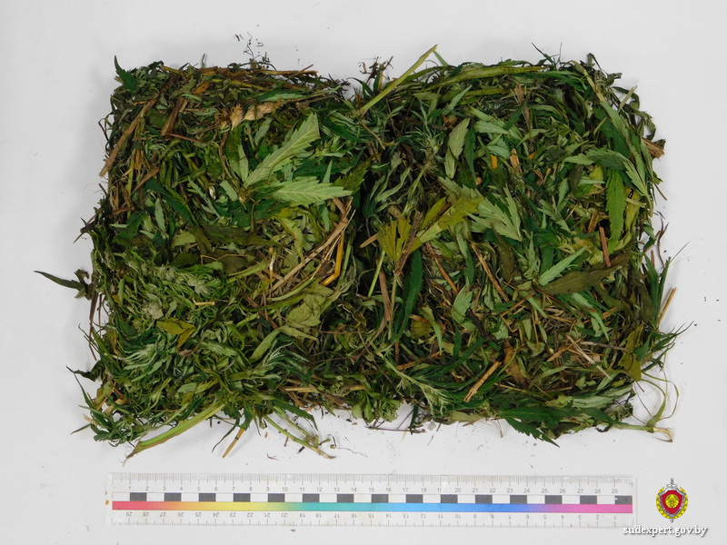 До 5 лет лишения свободы грозит жителю Хотимска за хранение марихуаны