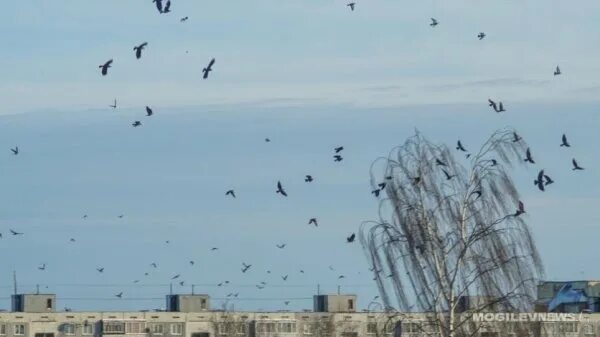 Сильный порывистый ветер ожидается в Могилевской области 20 ноября