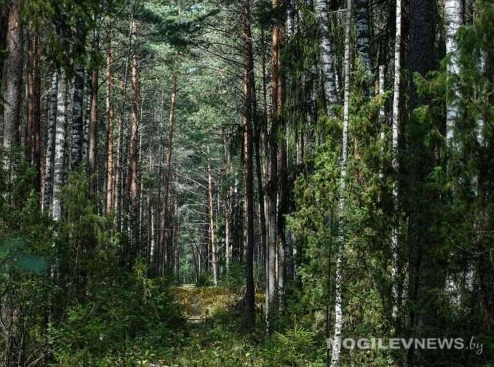 Продолжается рост численности основных видов охотничьих животных в охотохозяйствах Могилевской области