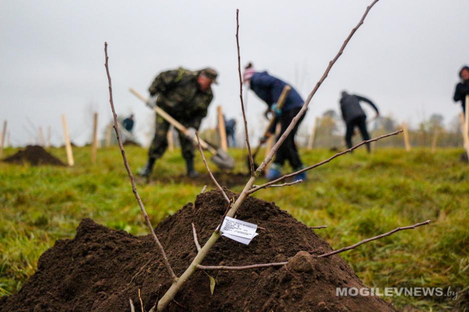 Республиканский субботник пройдет сегодня в Беларуси