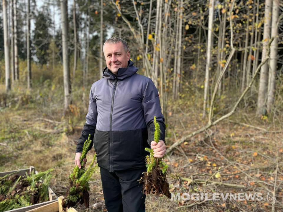 Работники могилевских предприятий ЖКХ высадили 2,8 тыс саженцев ели