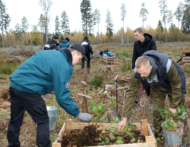 Шкловские спасатели высадили саженцы ольхи и ели в лесном массиве вблизи деревни Каменка