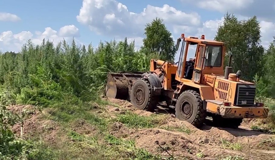 Более 3 тонн дикорастущей конопли уничтожили костюковичские правоохранители