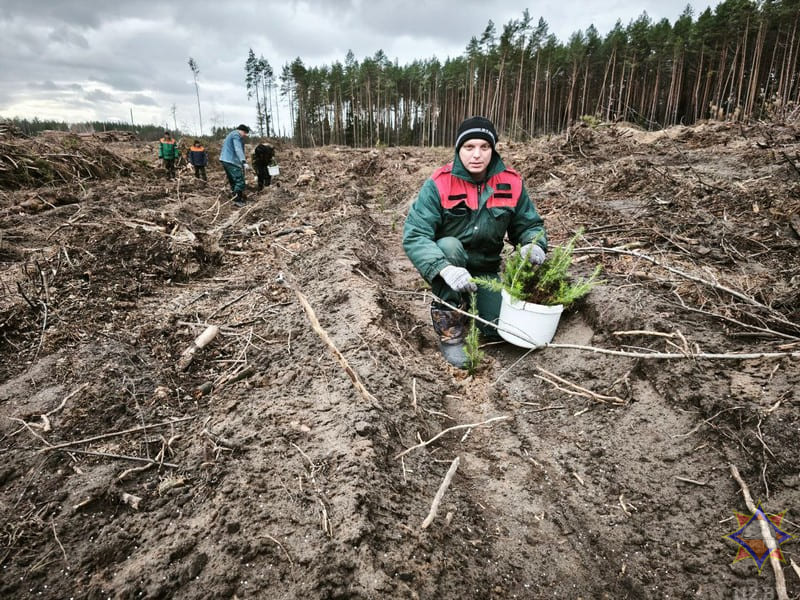 Работники Быховского РОЧС высадили молодые саженцы ели и сосны на территории Ворониновского опытно-производственного лесничества