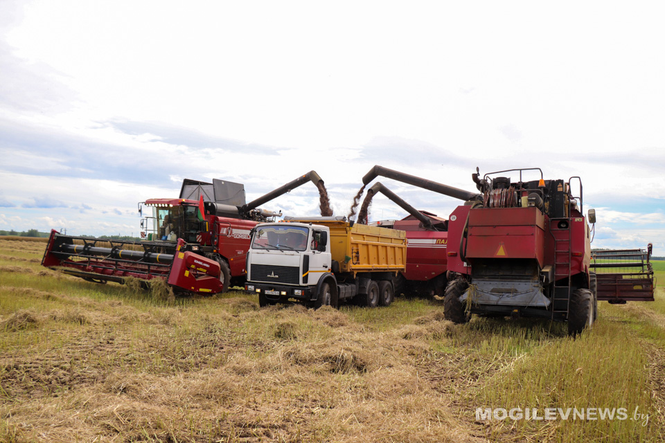 В Беларуси с учетом рапса собрано 7,7 млн тонн зерна