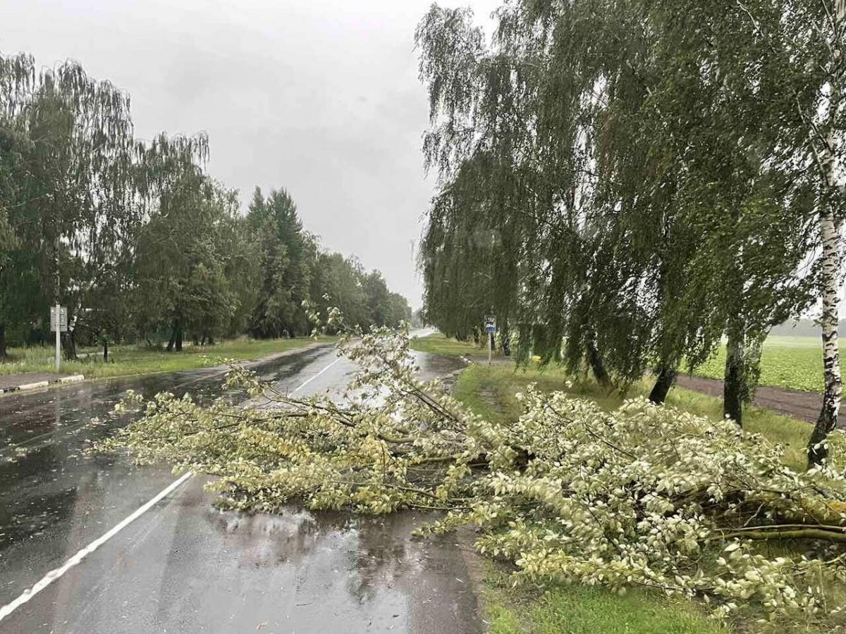 В Могилеве дерево упало в автомобиль,  в Бобруйске - на проезжую часть