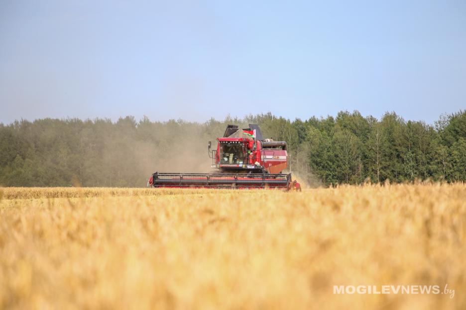 Аграрии Могилевской области намолотили 155,6 тыс. тонн зерновых и зернобобовых