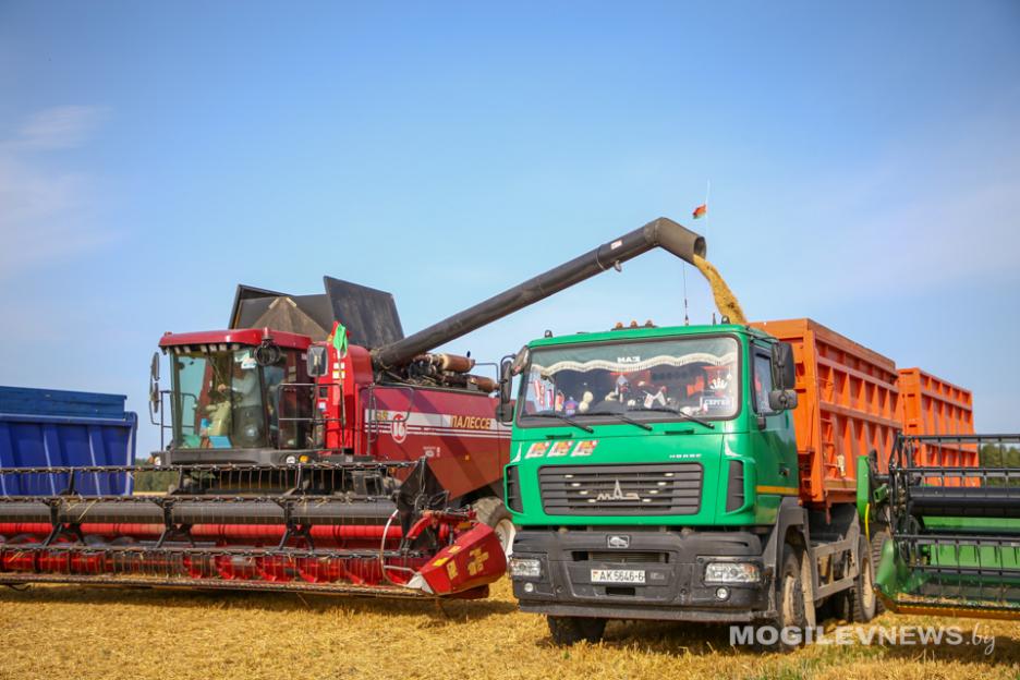 Урожай-2024. В Могилевской области убрано 130,7 тыс.тонн зерновых и зернобобовых