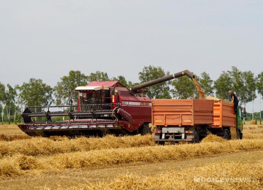 В Беларуси с учетом рапса собрали более 3,7 млн. тонн зерна