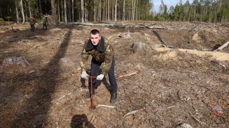 Молодой лес на общей площади более 1,5 га посадили в Быховском районе