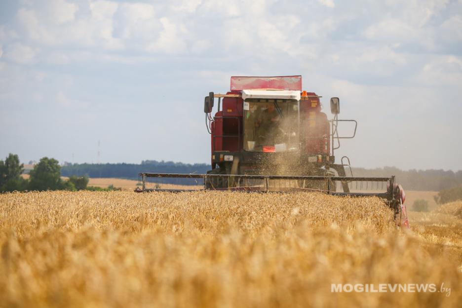 В оптимальном темпе: на Могилевщине намолочено 248,6 тыс. тонн зерновых и зернобобовых