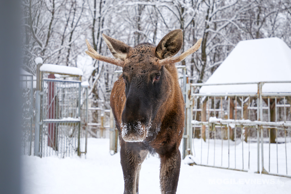 «Минус» по ночам, местами осадки ожидаются в начале следующей недели в Могилевской области