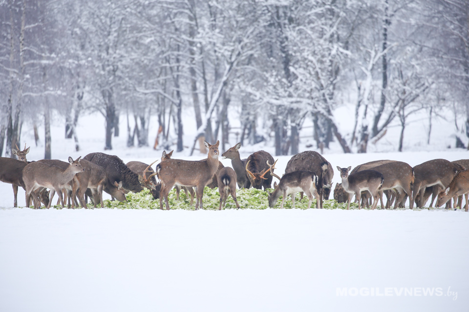 Погода на выходные: небольшой мороз днем и кратковременный снег