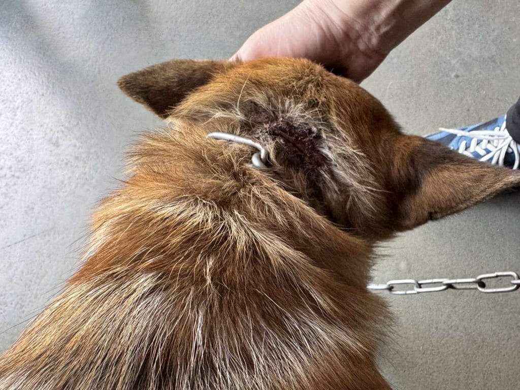 В Кировске собака запуталась в цепи - помогли спасатели