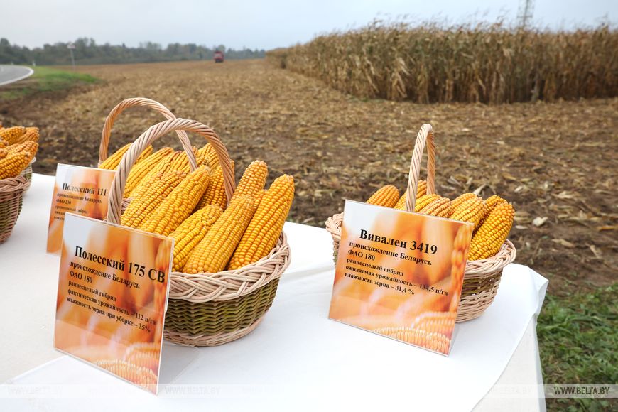 Лукашенко сегодня работает на малой родине