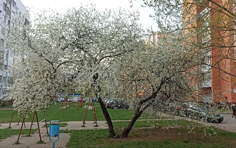 Дождливая и ветреная погода ожидается в начале следующей недели в Могилевской области