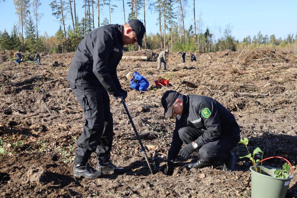 Белорусские таможенники присоединились к акции по восстановлению лесов
