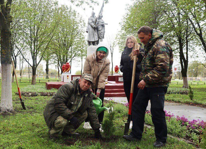 Алея туй появилась у братской могилы в Быховском районе