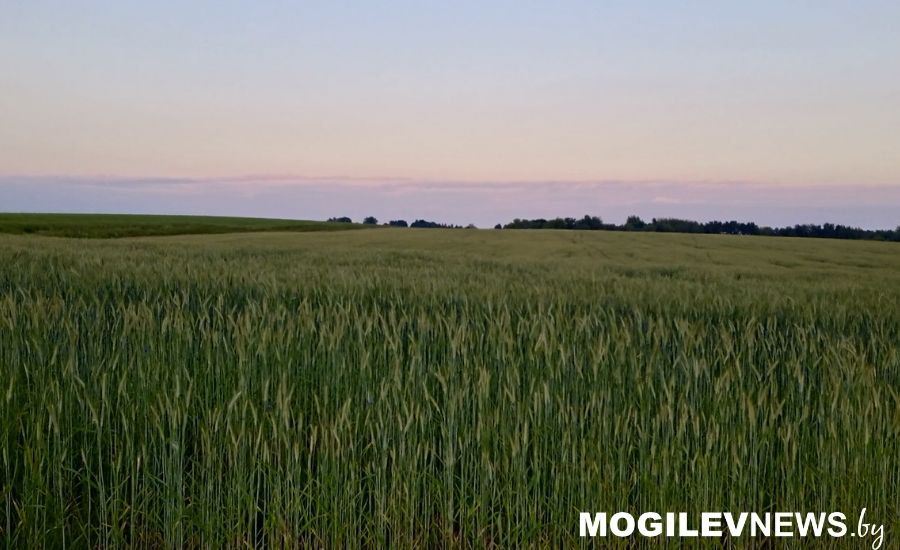 Погода на неделю: тепло, в начале недели - грозы, к выходным – без осадков