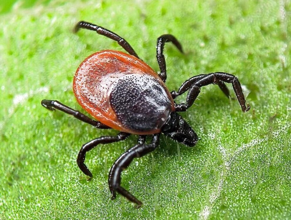 Около тысячи человек обратилось в медучреждения Могилевской области по поводу присасывания клещей