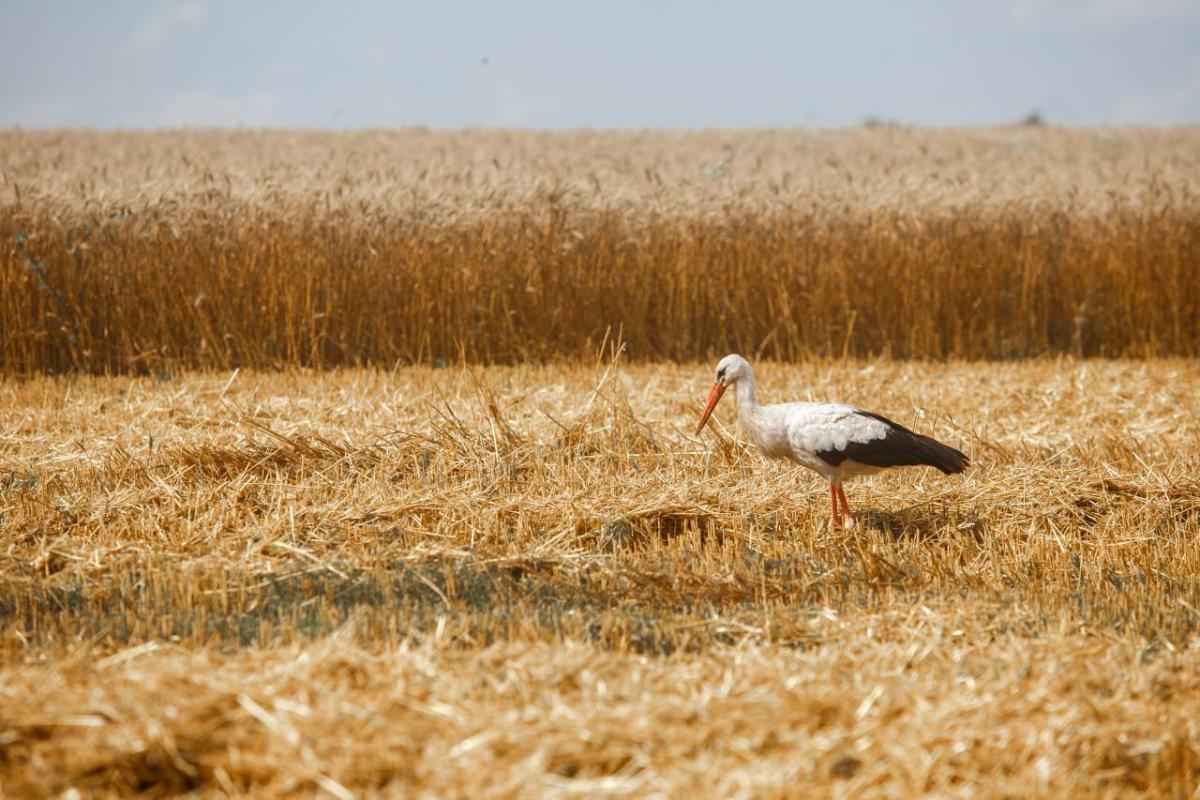 В Беларуси с учетом рапса собрали более 3,2 млн. тонн зерна