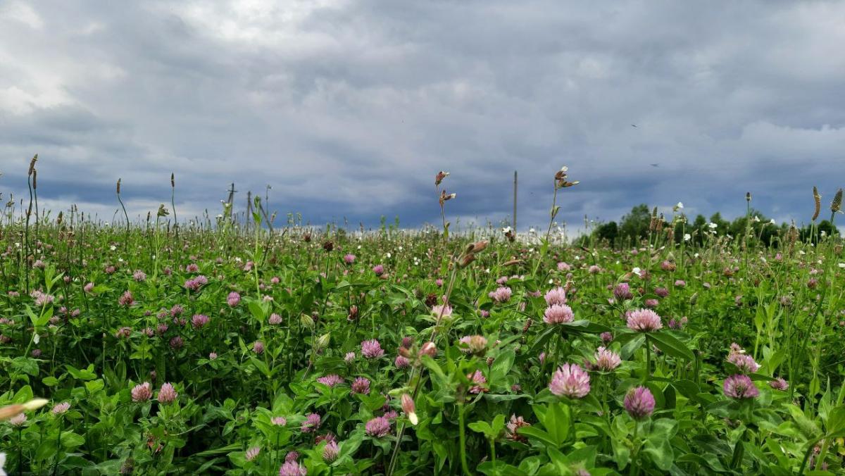 Погода на неделю: не выше +26°С и дожди
