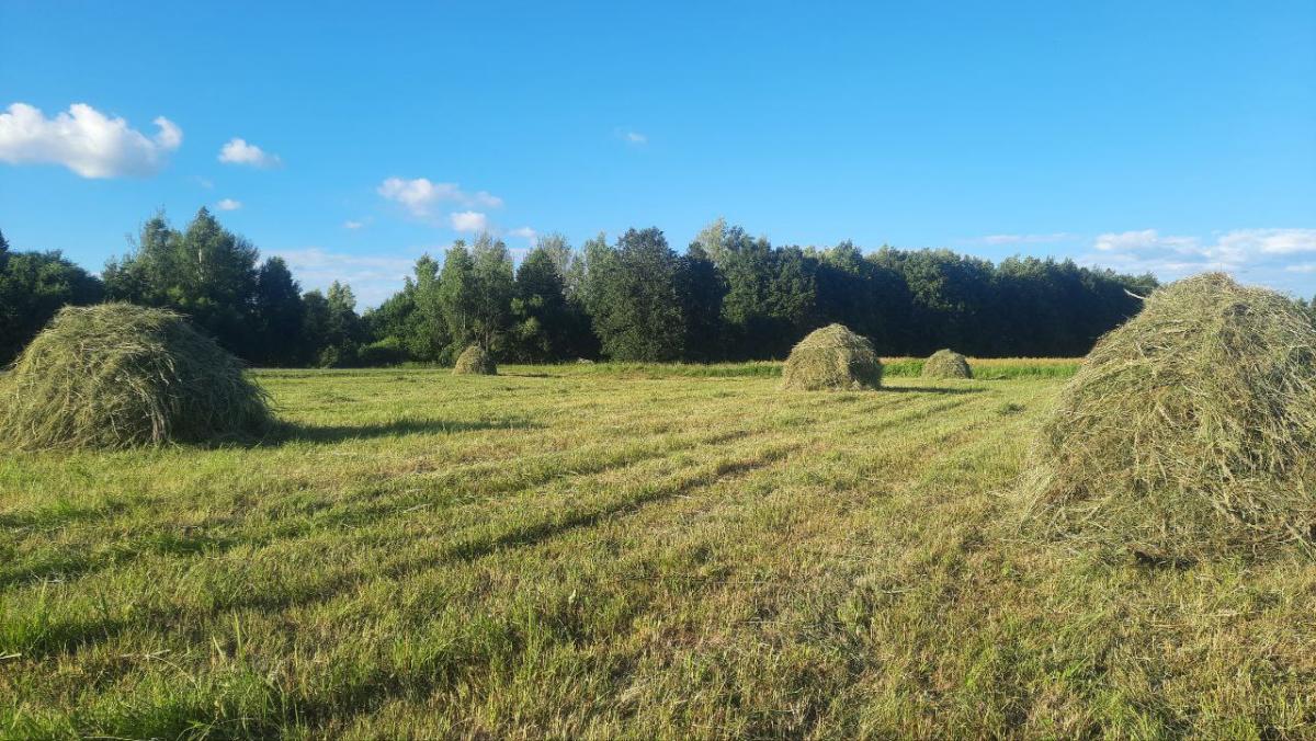 Погода на выходные: до +26°С, преимущественно без осадков