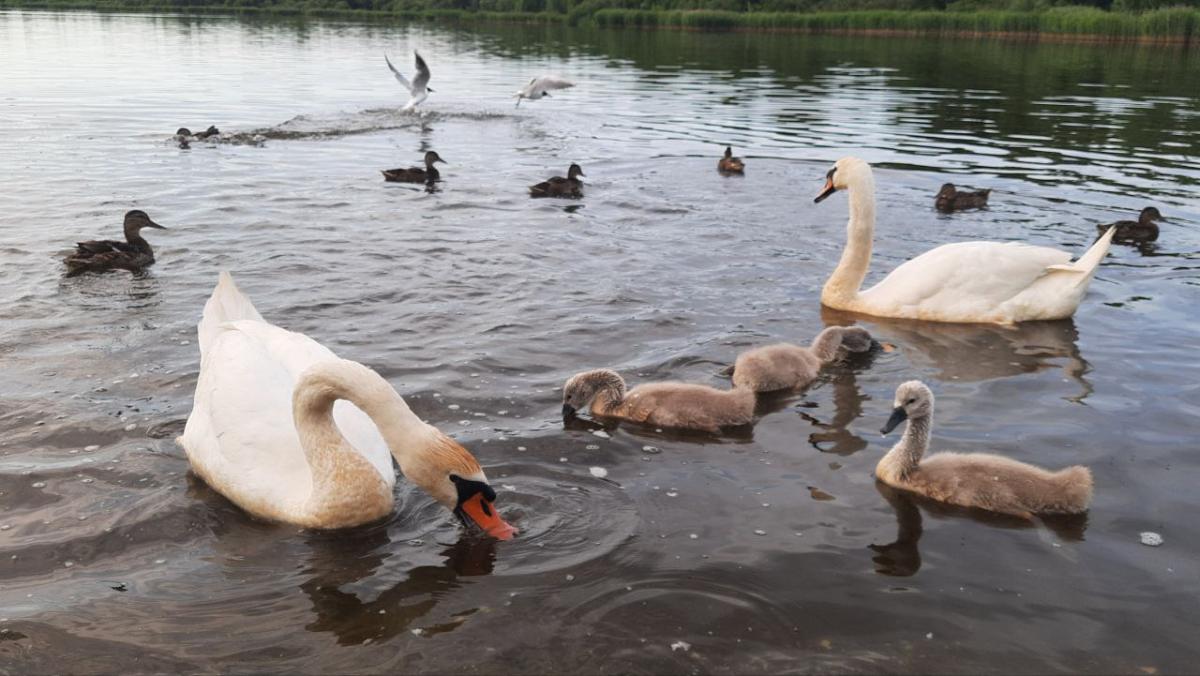 Погода на выходные: в субботу до +27°С, в воскресенье – похолодает, ожидается сильный ветер