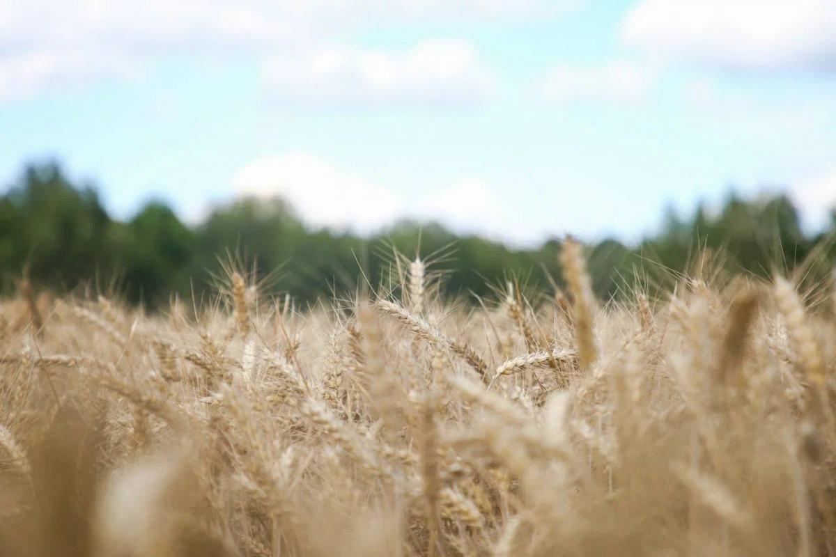 Аграрии Могилевской области намолотили 417,1 тыс. тонн зерновых и зернобобовых культур