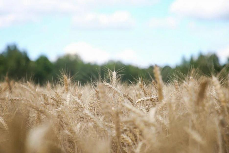 Более 5,6 млн тонн зерна с учетом рапса намолотили в Беларуси