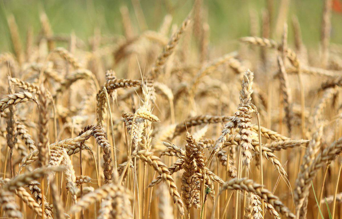 Аграрии Могилевской области намолотили 550 343 тонны зерновых и зернобобовых культур