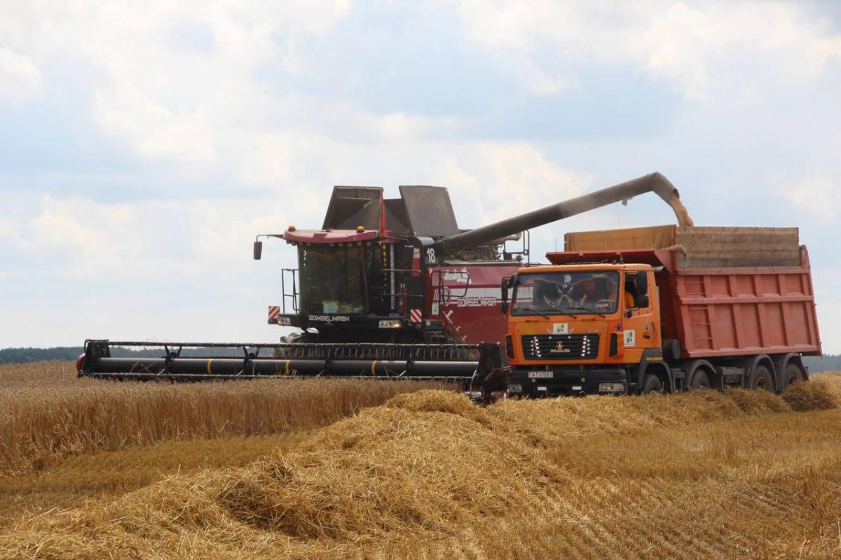 В Беларуси с учетом рапса собрали более 7 млн тонн зерна