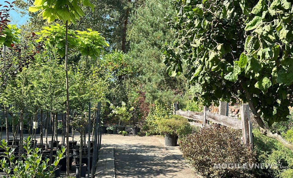 Характер погоды существенно не изменится в начале следующей недели в Могилевской области