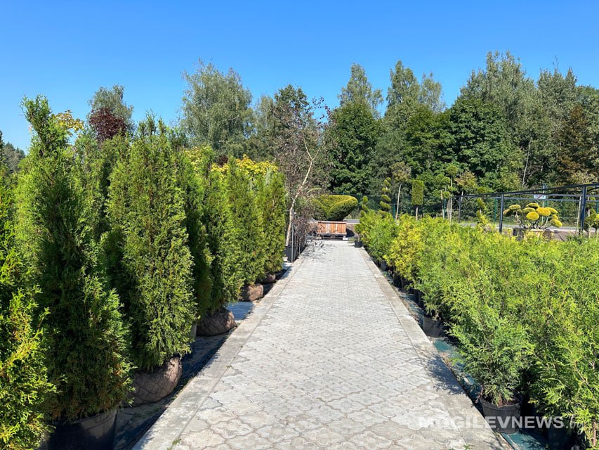 До  +28°С и без осадков ожидается в Могилевской области 16 сентября