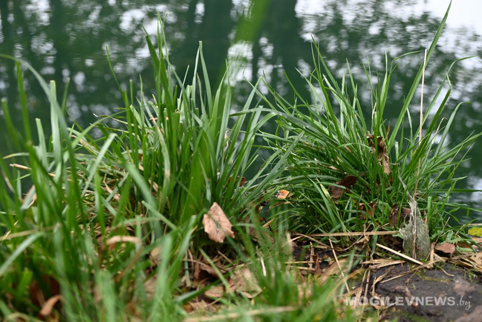 Характер погоды существенно не изменится в начале следующей недели в Могилевской области