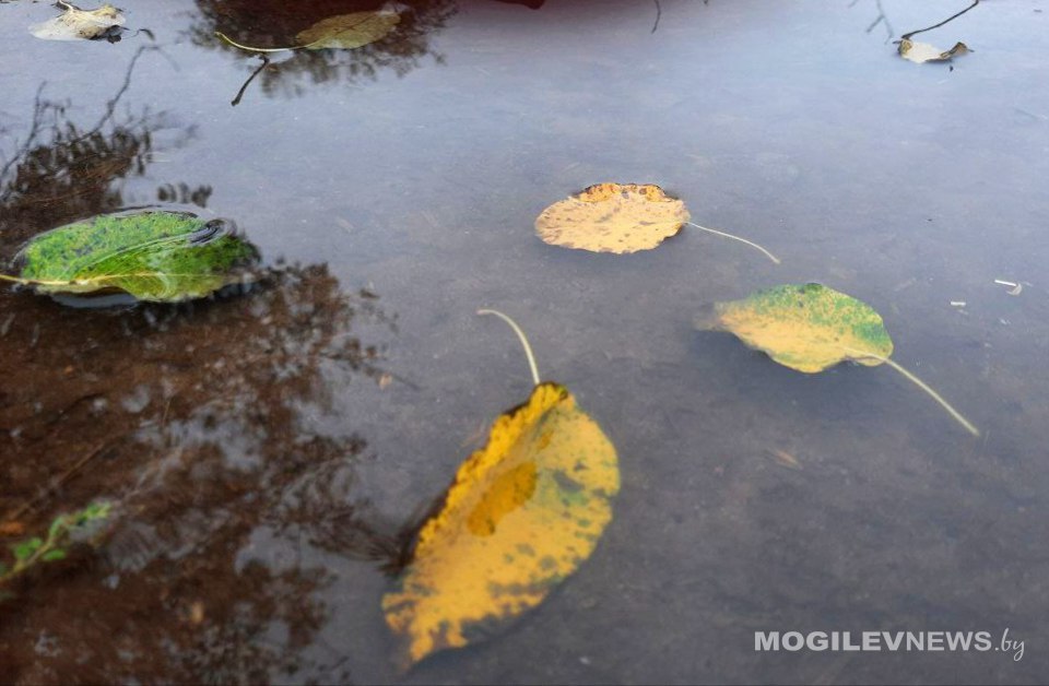 Заморозки до -2°С ожидаются в ночь на 9 октября в Могилевской области