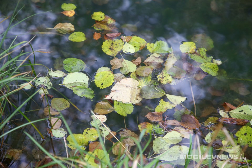 Временами дожди и не выше +12°С ожидается в Могилевской области 14 октября