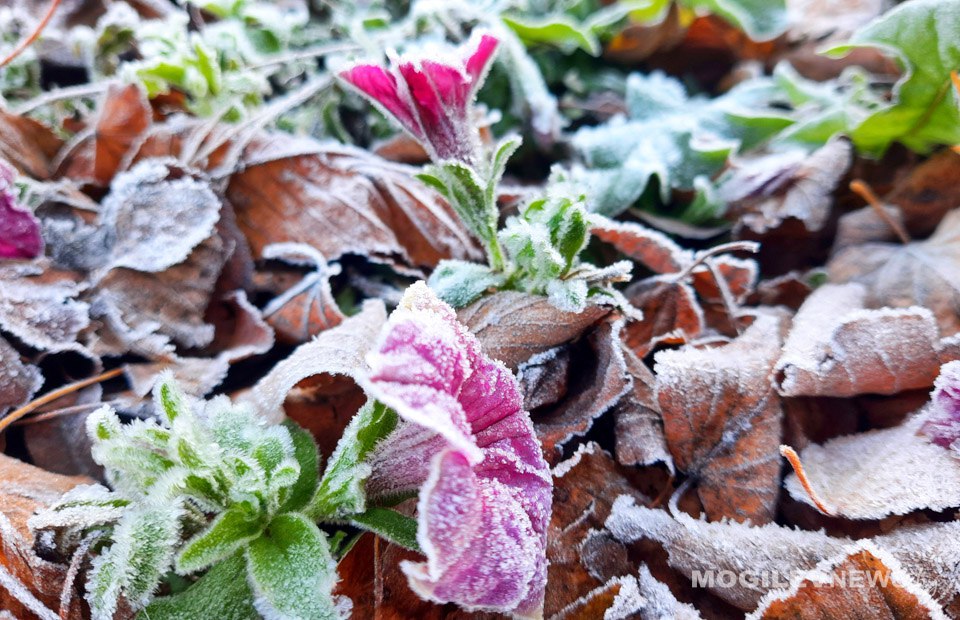 Погода на выходные: ночные заморозки, днем до +13°С и без осадков