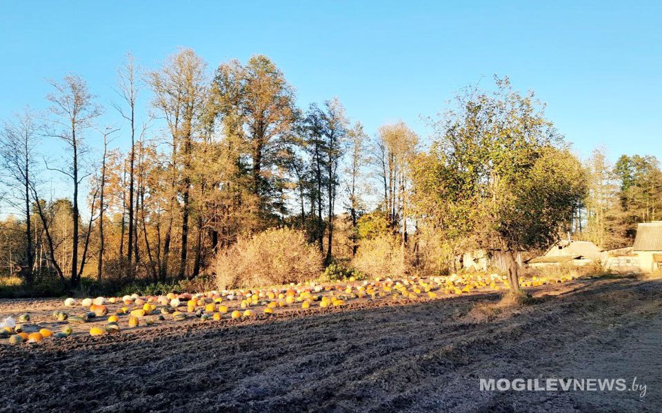 Погода на выходные: сильный ветер, мокрый снег и до +7°С днем