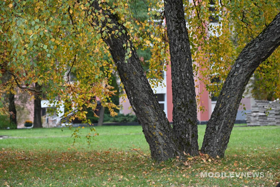 Преимущественно без осадков и до +15°С в дневные часы ожидается в Могилевской области 28 октября