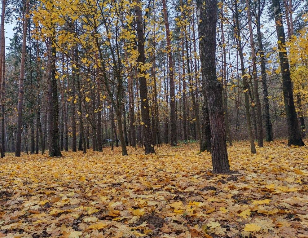 Облачно и без осадков ожидается в Могилевской области 17 ноября