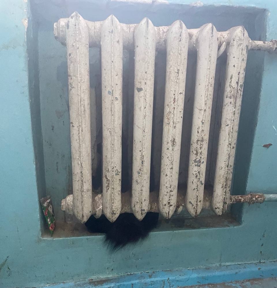 Бобруйские спасатели помогли освободить кота, застрявшего в батарее
